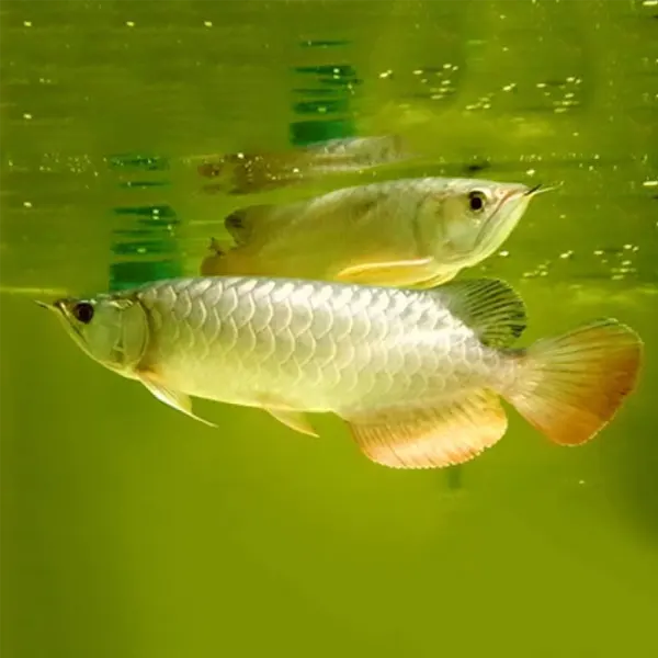 goldenarowana