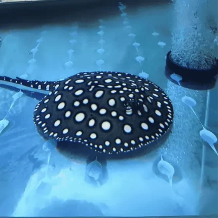 Pure Breed Black & White Stingray